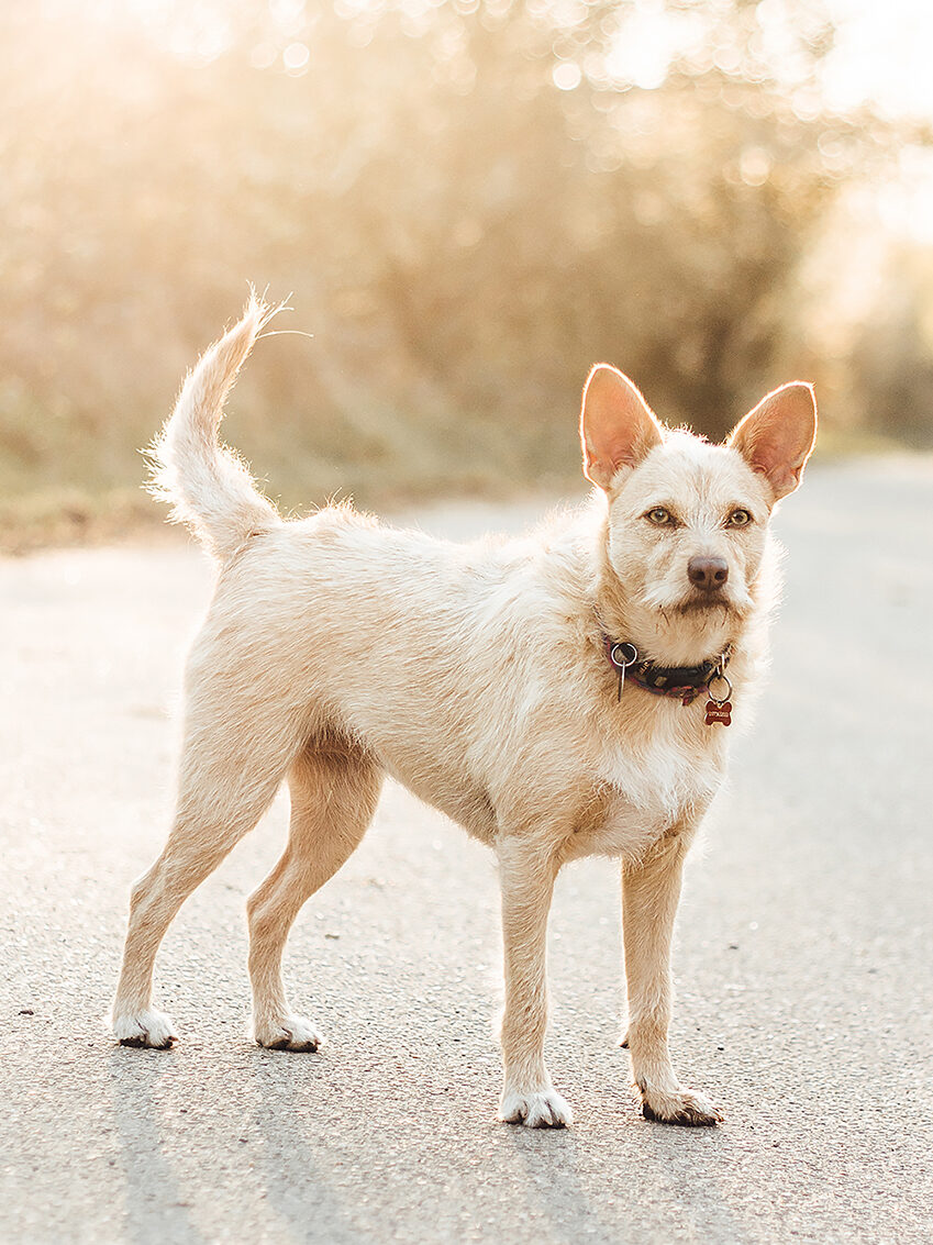 hundefotografie welpenfotografie hunde welpen dog dogphotography puppy saarland deutschland