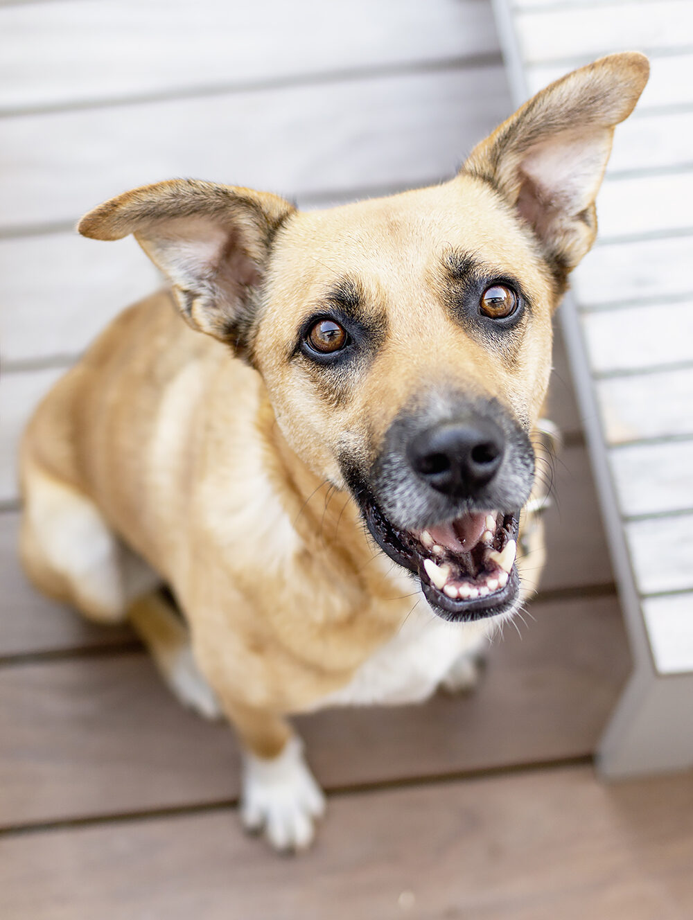 hundefotografie welpenfotografie hunde welpen dog dogphotography puppy saarland deutschland