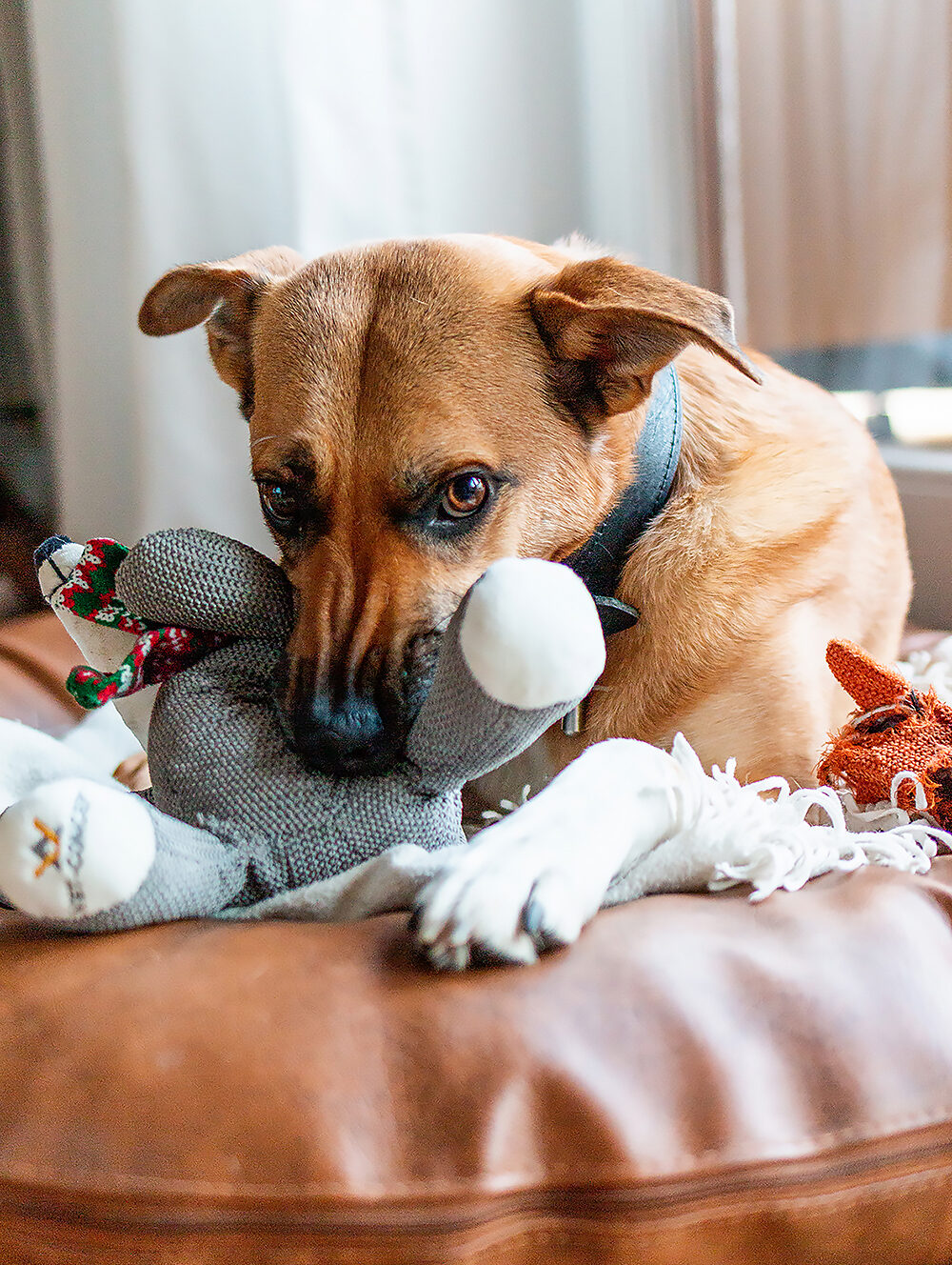 hundefotografie welpenfotografie hunde welpen dog dogphotography puppy saarland deutschland