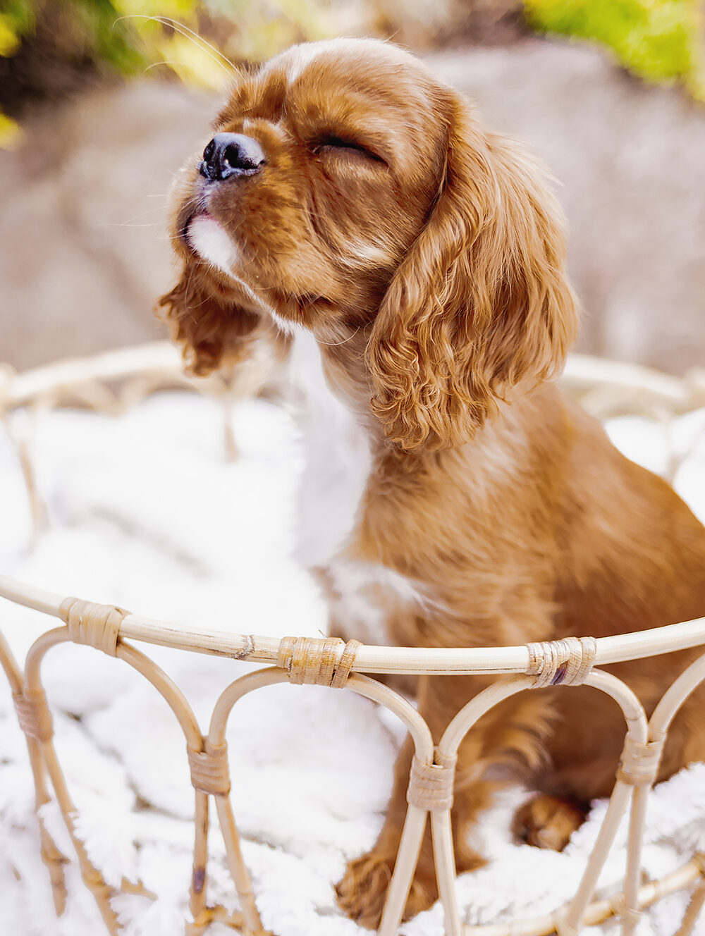 hundefotografie welpenfotografie hunde welpen dog dogphotography puppy saarland deutschland