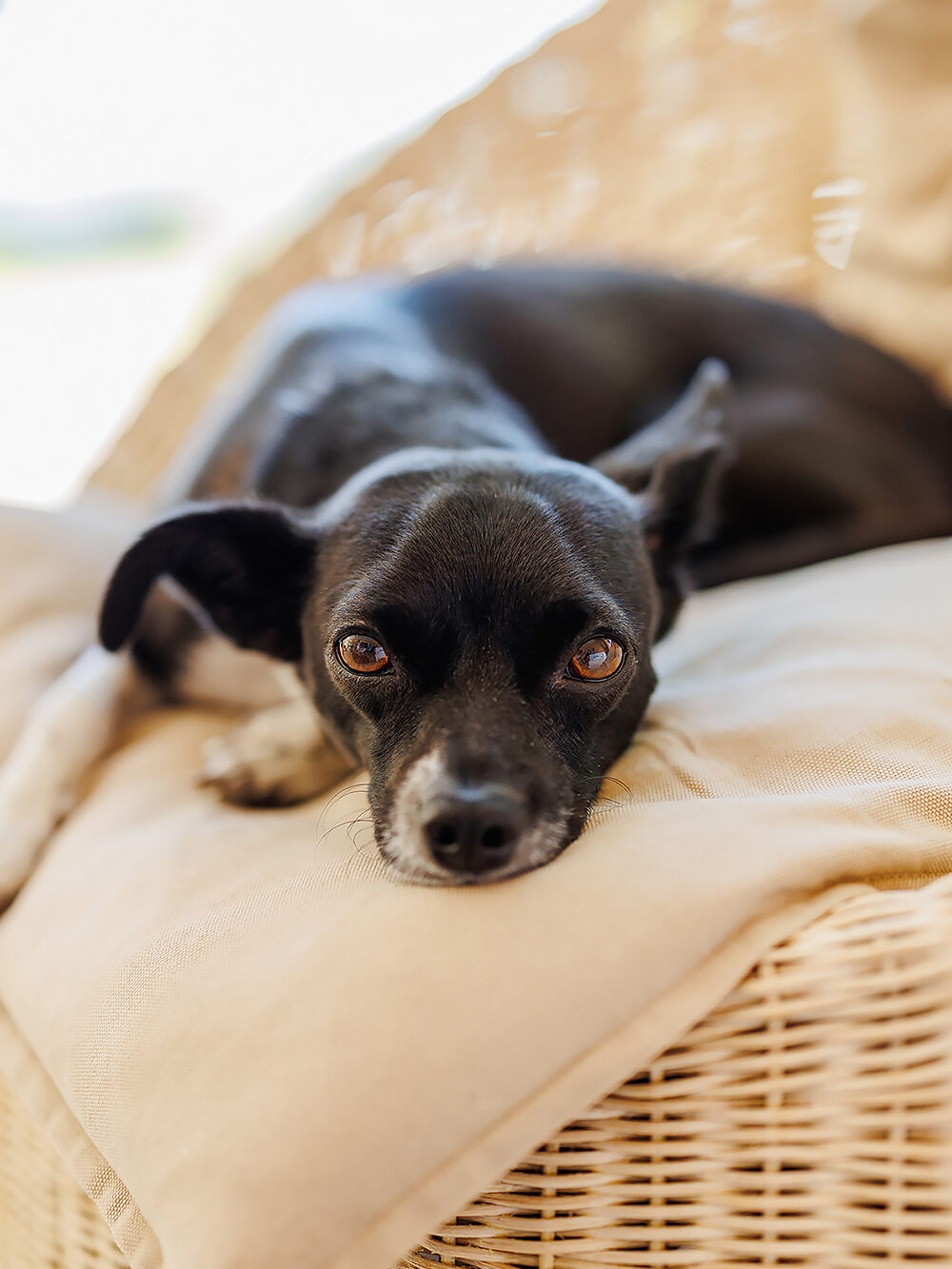 hundefotografie welpenfotografie hunde welpen dog dogphotography puppy saarland deutschland