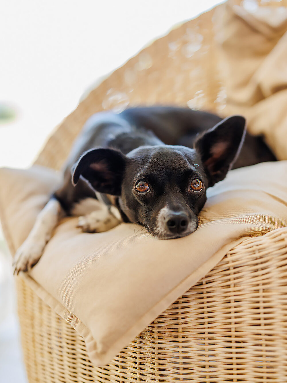 hundefotografie welpenfotografie hunde welpen dog dogphotography puppy saarland deutschland