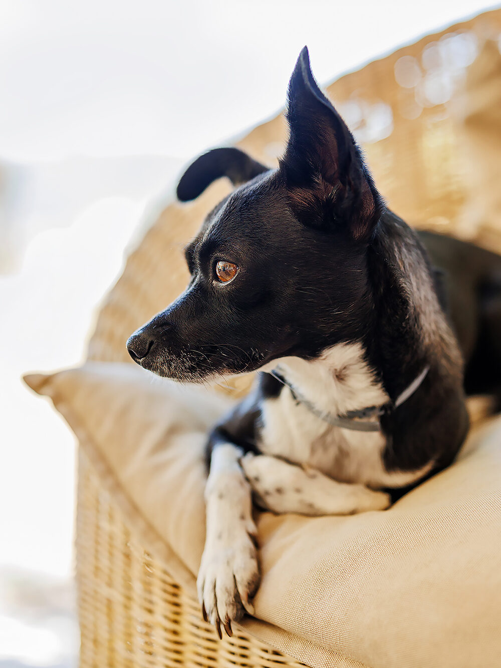 hundefotografie welpenfotografie hunde welpen dog dogphotography puppy saarland deutschland